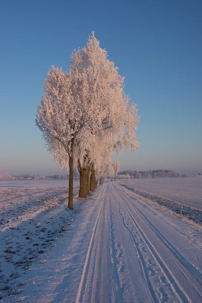 Дерева зі снігом вкриті вздовж дороги — стокове фото