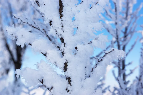 Zasněžené větve jednoho zimního dne — Stock fotografie
