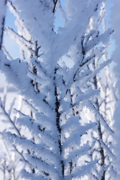 Kar dalları bir kış gününde kaplı. — Stok fotoğraf