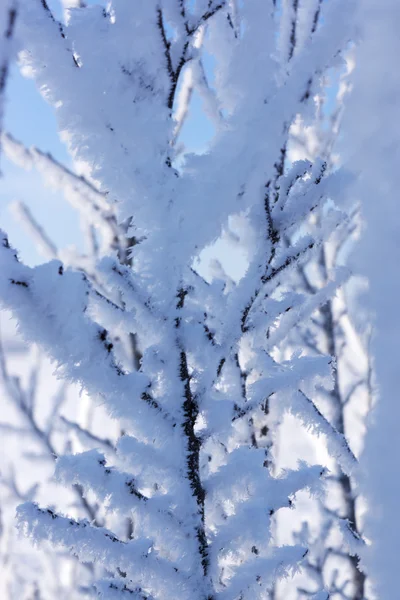 Snow covered branches on a winter day — Stock Photo, Image