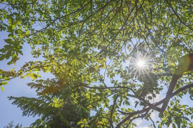 Ağaçların arasından parlayan güneş ışınları
