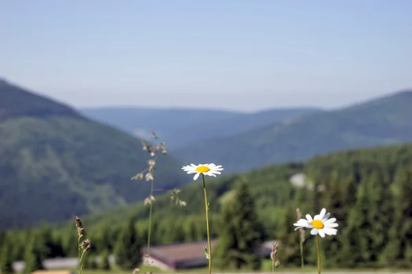 Veduta delle Montagne Giganti con fiori in primo piano — Foto Stock