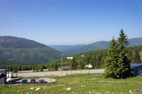 Pohled z Krkonoš s květinami v popředí — Stock fotografie