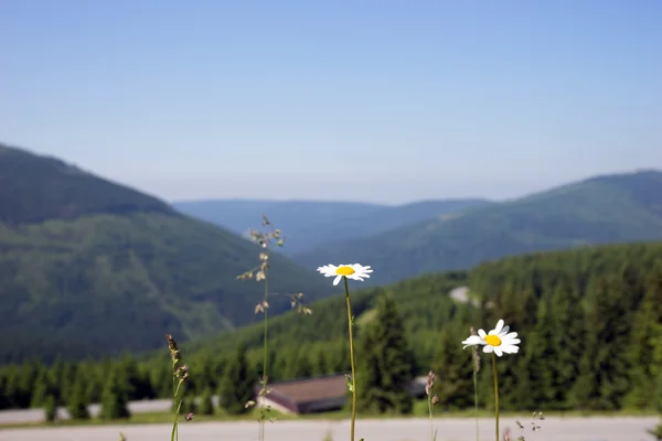 Veduta delle Montagne Giganti con fiori in primo piano — Foto Stock