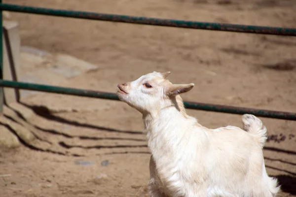 The little white goat — Stock Photo, Image