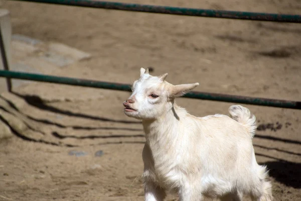 The little white goat — Stock Photo, Image