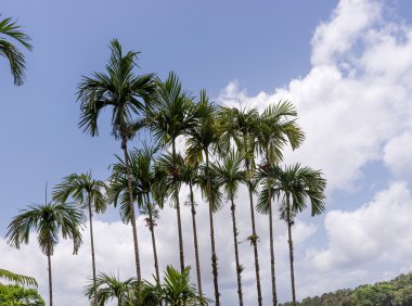 Hindistan cevizi palmiyeleri