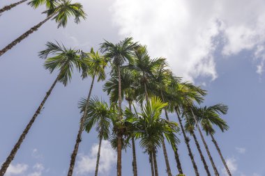 Hindistan cevizi palmiyeleri