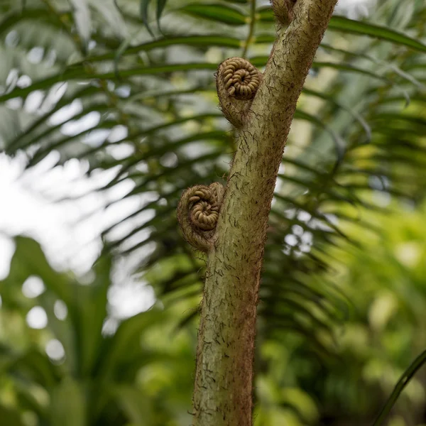 Closeup of a new fern leaf — Stock Photo, Image