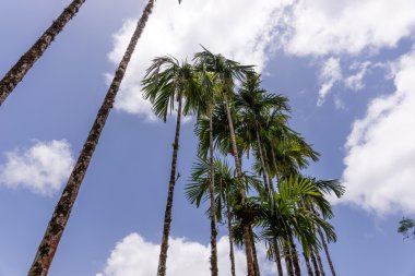 Hindistan cevizi palmiyeleri