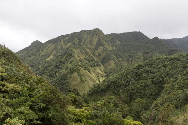 Bewolkte dag in de regen woud van Dominica — Stockfoto