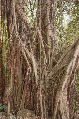 Yağmur ormanlarında büyük antik ağaçlar