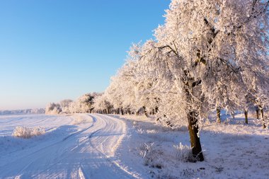 yol ve hoar-frost ağaçları kış