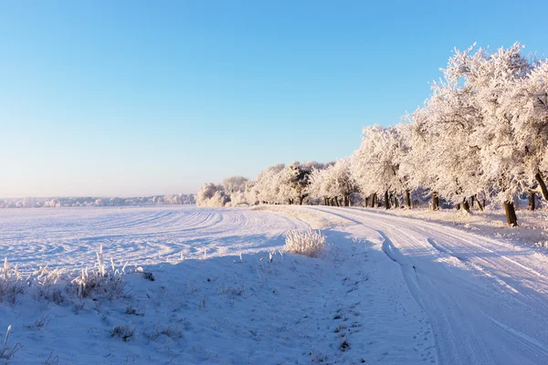 Strada e brina sugli alberi in inverno — Foto Stock