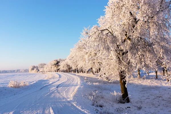 Estrada e geada em árvores no inverno — Fotografia de Stock