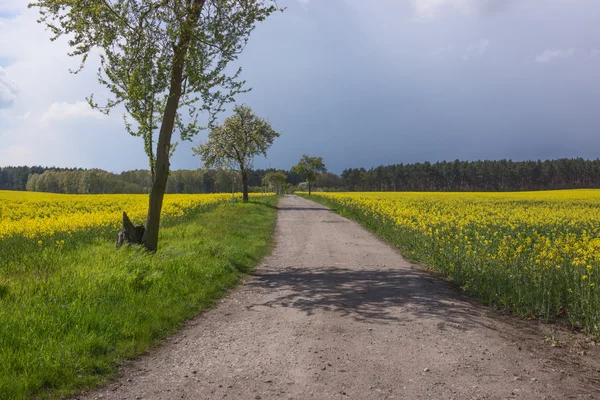 Field path between the rape fields Royalty Free Stock Images