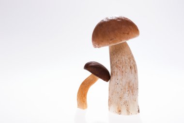 Beyaz izole iki yabani mantar