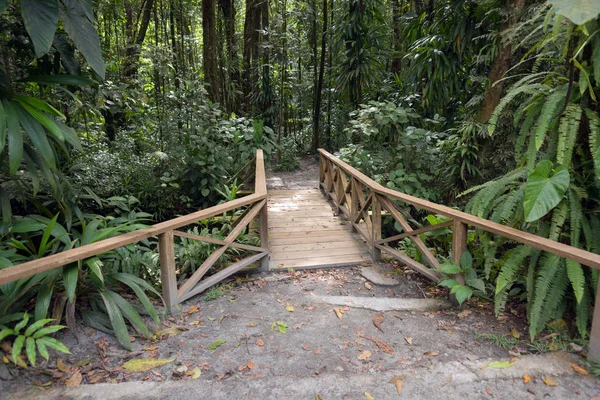 Pasarela de madera en la selva tropical en Dominica — Foto de Stock