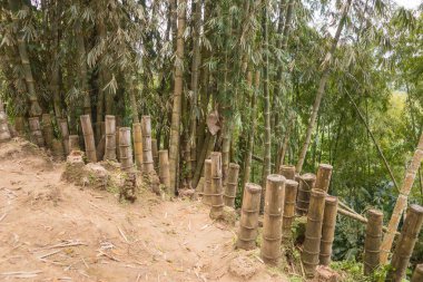 Park kesilmiş bambu