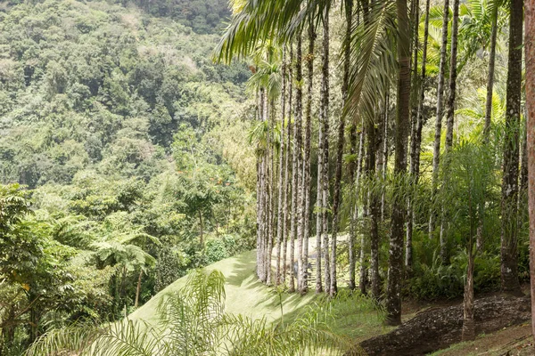 Rangée de palmiers dans le parc — Photo