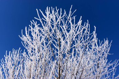 hoarfrost mavi gökyüzü ile kaplı dalları