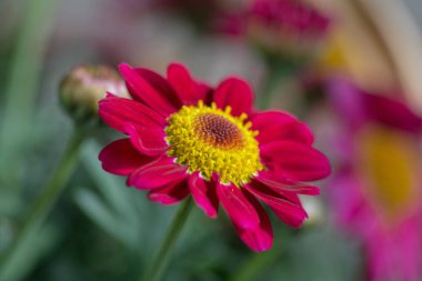 Güzel kırmızı marguerite yakın çekim