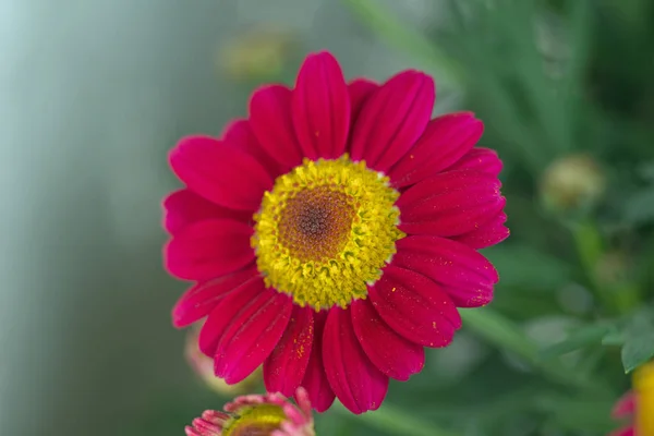 Bellissimo primo piano di marguerite rossa — Foto Stock