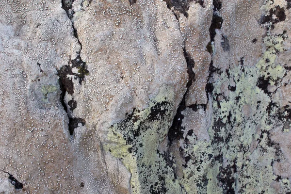 Moss háttér textúra a kőzetek — Stock Fotó