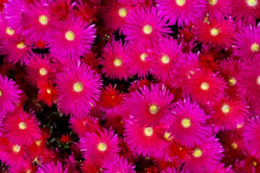 Kırmızı buz bitki (Drosanthemum Floribundum)