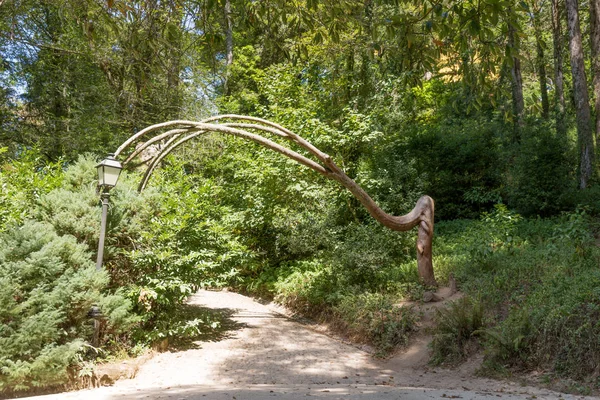 Abstract tree in the park — Stock Photo, Image