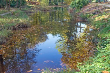 Sonbaharda sudaki ağaçların yansıması