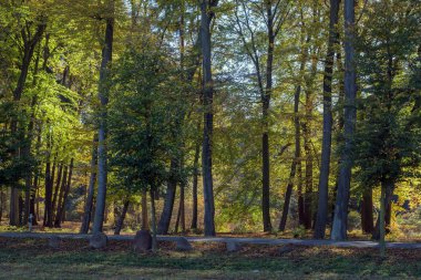 Sonbahar ormanıyla manzara