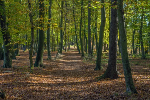 Landschaft mit dem Herbstwald — Stockfoto