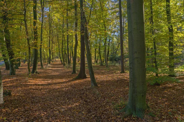 Landskab med efterårsskoven - Stock-foto