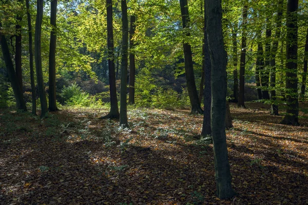 Paysage avec la forêt d'automne — Photo