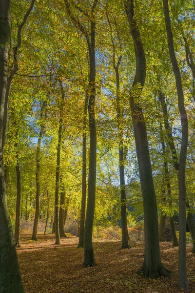 Paisagem com a floresta de outono — Fotografia de Stock