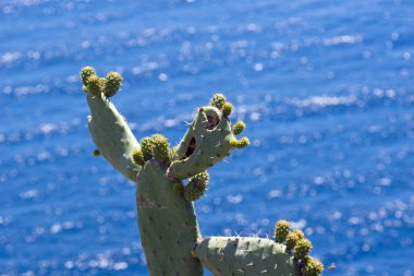 Ön plan ve arka plan denizde kaktüsler