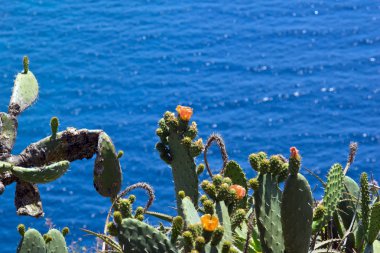 Ön plan ve arka plan denizde kaktüsler
