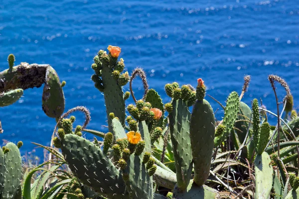 Cacti in the foreground and sea in the background — Stock Photo, Image
