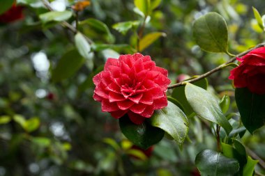 Parlak kırmızı Kamelya çiçeği tam Bloom