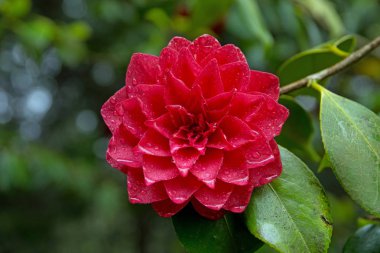 Parlak kırmızı Kamelya çiçeği tam Bloom