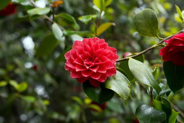 Parlak kırmızı Kamelya çiçeği tam Bloom — Stok fotoğraf