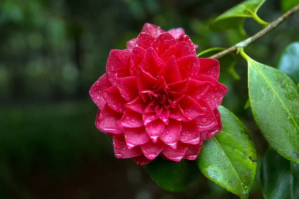 Flor de camélia vermelha brilhante em plena floração — Fotografia de Stock