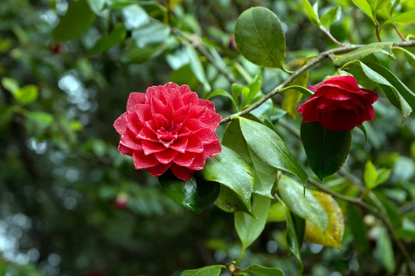 Parlak kırmızı Kamelya çiçeği tam Bloom — Stok fotoğraf