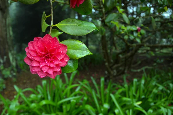 Flor de camélia vermelha brilhante em plena floração — Fotografia de Stock