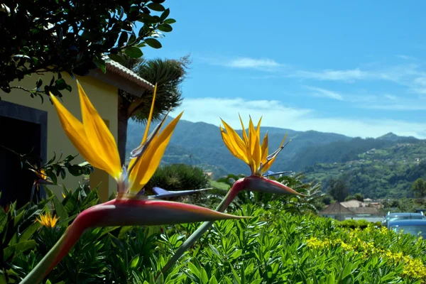 Strelitzia reginae Blume oder Paradiesvogel, typische Blume von Madeira — Stockfoto