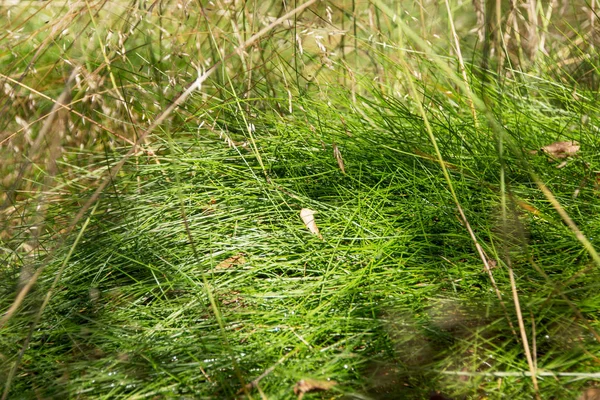 Hierba verde con sombras — Foto de Stock