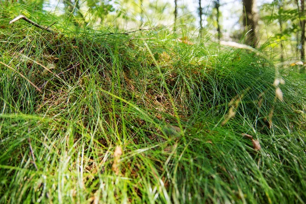 Groen gras met schaduwen — Stockfoto