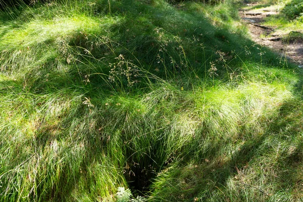 緑の影を持つ草 — ストック写真