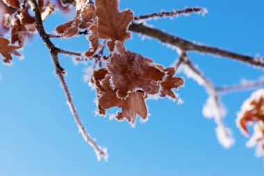 Kış orman donmuş meşe yaprakları